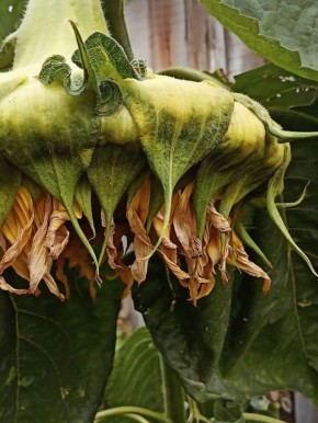 �����������: ��� ���������� � ���������� ���������� �������� � �������