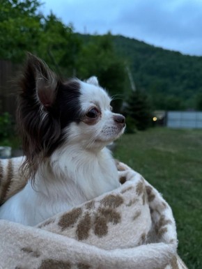 Искусство договоренностей