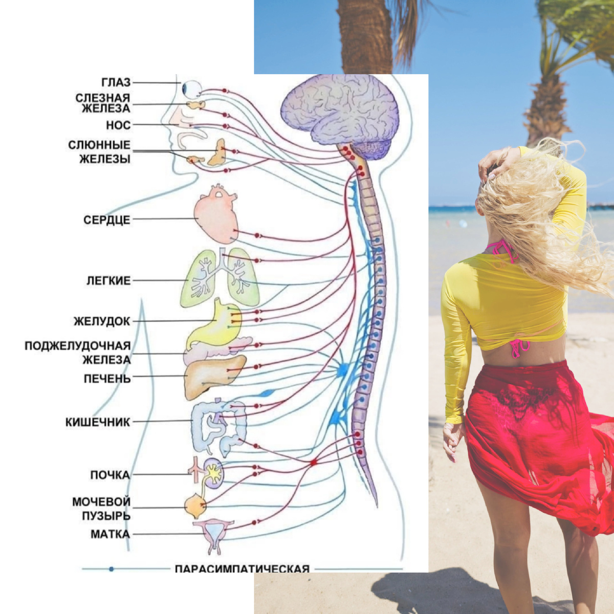 Как вегетативная нервная система влияет на ваше здоровье после 40 лет