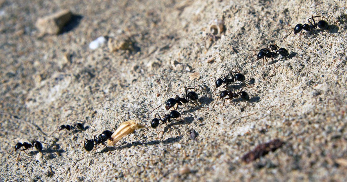 ��������� ������ ��������������: ������ ���������