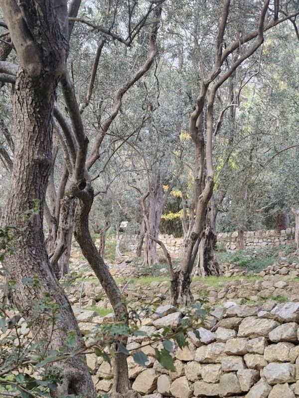 ��� �������� ����������� ������� � ���� ���� ����� ������