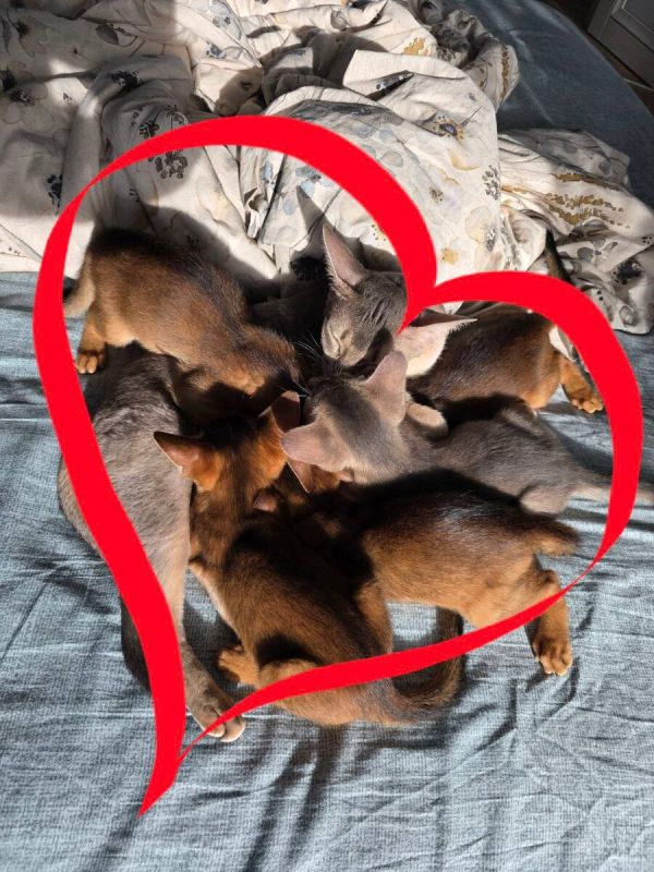 14 февраля: праздник, когда любовь царит повсюду