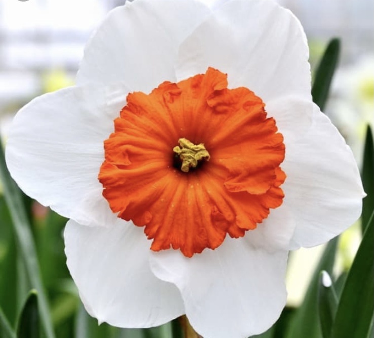 Городские цветы: нарциссическое расстройство личности