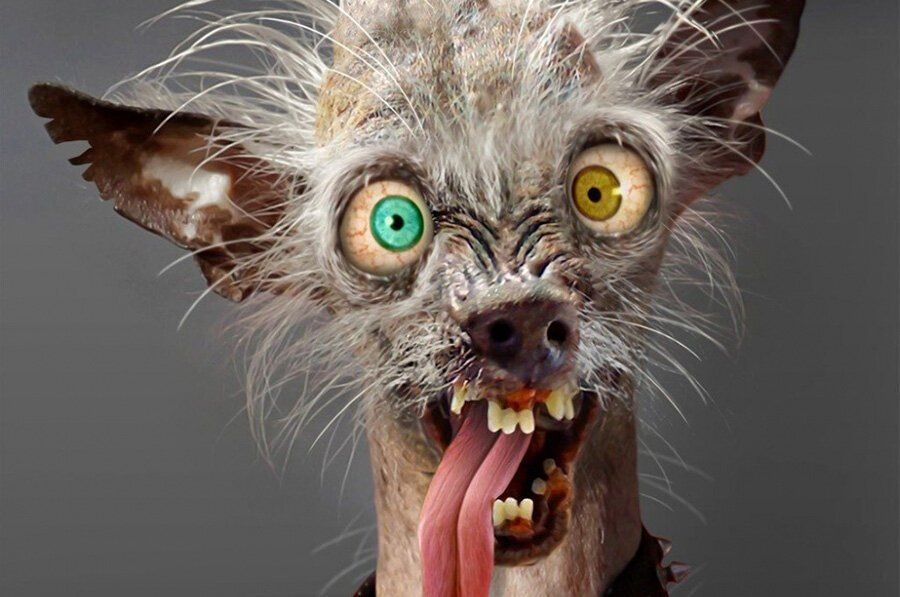 ����������� ������������ � ��������: ��� ����� �� �� ����������