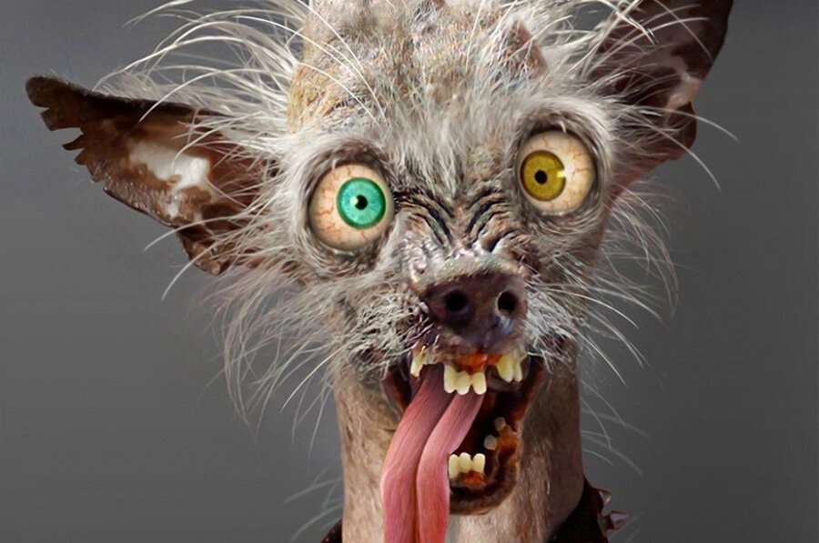 Психические расстройства у животных: что стоит за их поведением