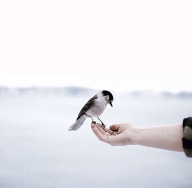 ���������� �������: ���� �������� ����