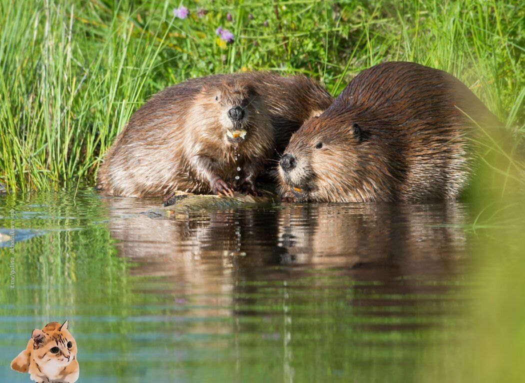 ���� ��� ������ ���������� ���� � ���������