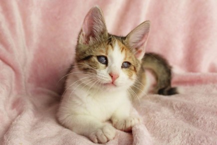 ����� ������� �������� �� ������ � ������