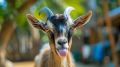 ����� ���������: ��� ���� ������� ���������� scapegoat ��� ����� ����������