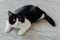 Кот, который смог: история любви и преданности
