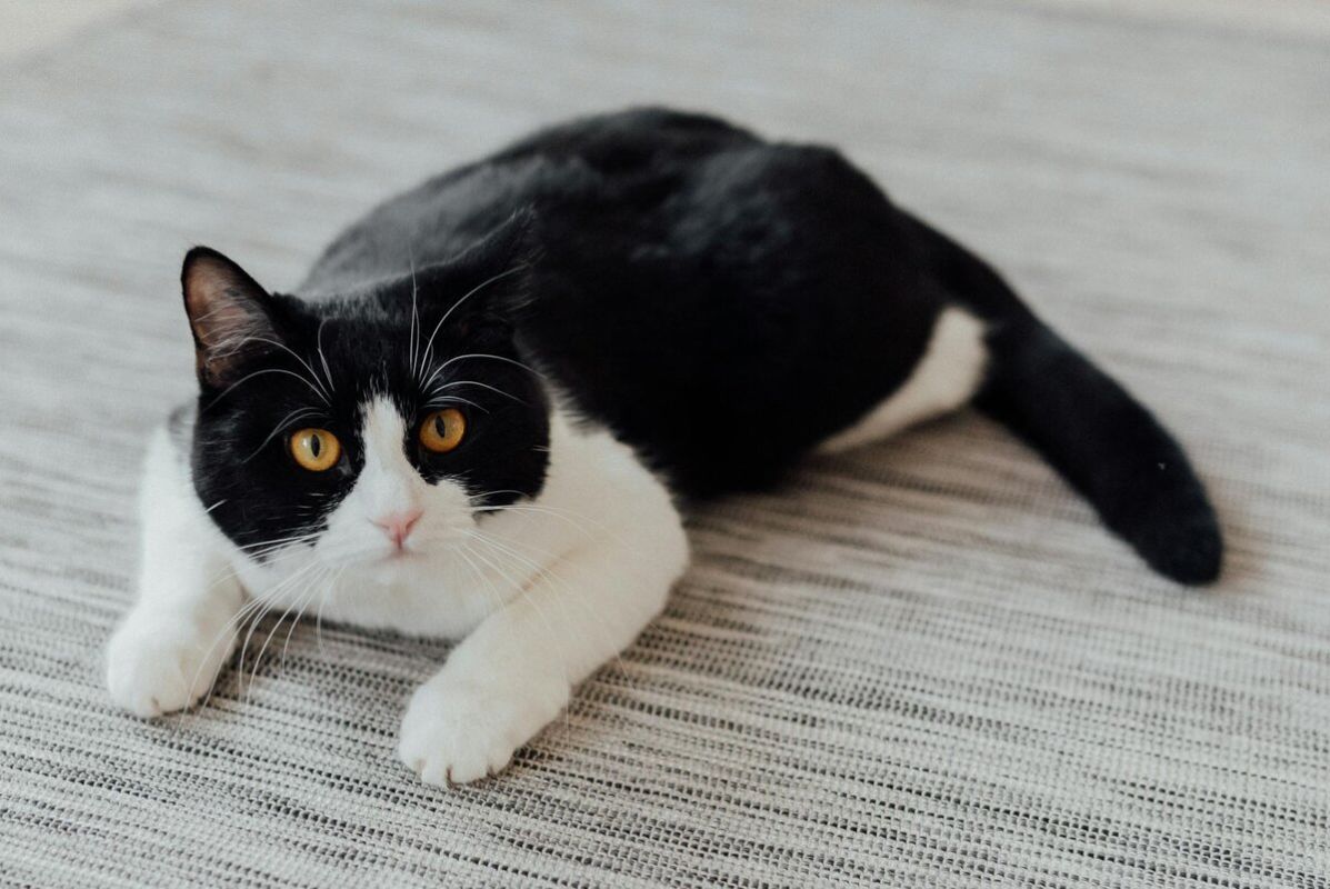Кот, который смог: история любви и преданности